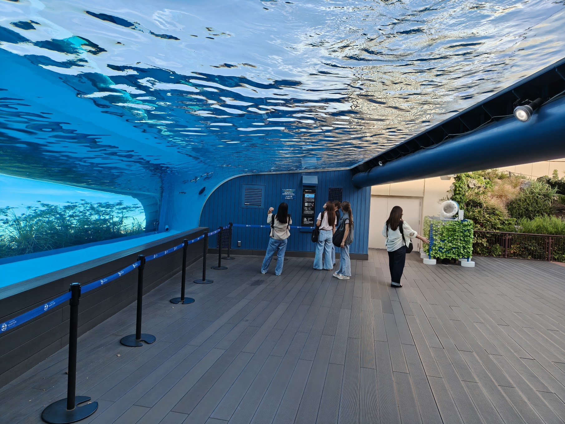 「Penguins in the Sky」